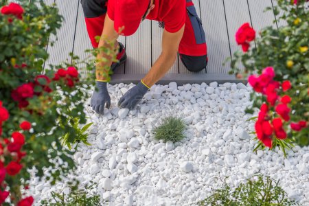 Téléchargez les photos : Top View of Professional Landscaper Arranging Decorative White Garden Pebbles in Client's Front Yard. Landscape Gardening Theme. - en image libre de droit