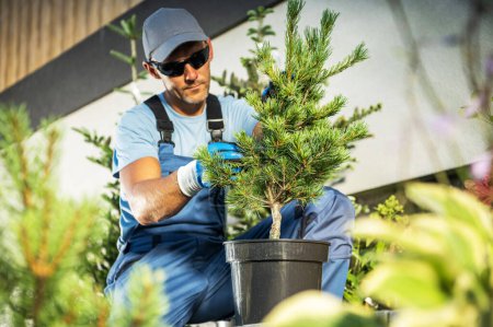 Foto de Professional Horticulturists Inspecting Health Condition of Young Evergreen Pine Plant. Gardening and Agriculture Theme. - Imagen libre de derechos