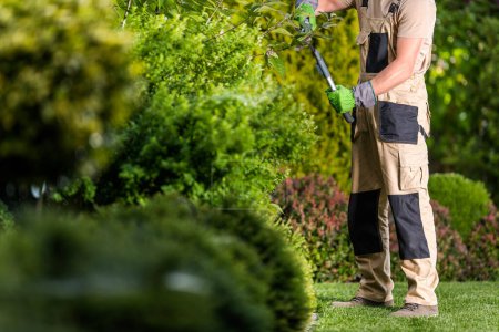 Téléchargez les photos : Professional Gardener Trimming Overgrown Branches During Plant Shaping Work in Residential Backyard Garden. - en image libre de droit