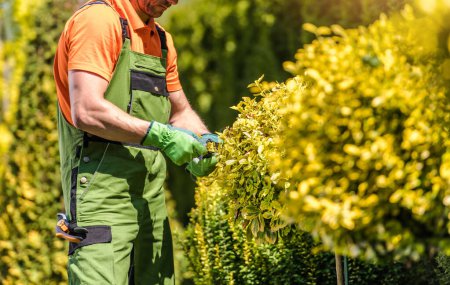 Photo for Male Landscaper Performing Mid-Summer Trimming on Garden Plants in Landscaped Backyard. Professional Gardening Services. - Royalty Free Image