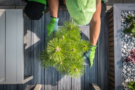 Photo for Caucasian Man in His 40s Installing Pine Tree Pot on His House Backyard Deck. Top View. - Royalty Free Image
