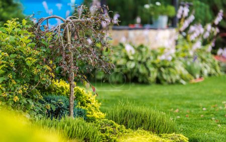 Téléchargez les photos : Plantes résidentielles de jardin arrière-cour pendant la végétation d'été - en image libre de droit