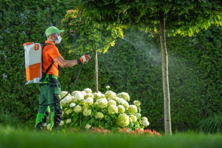 Téléchargez les photos : Insecticide ou fongicide sur un arbre de jardin effectué par un jardinier caucasien - en image libre de droit