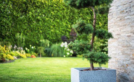 Photo for Decorative Garden Tree in a Square Pot Staying Next to House. Beautiful Garden Lawn in a Background - Royalty Free Image