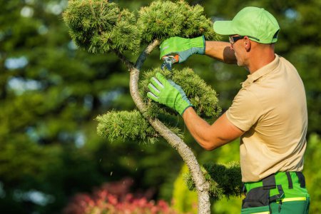 Téléchargez les photos : Jardinier professionnel taille des arbres décoratifs à l'intérieur d'un jardin mature - en image libre de droit