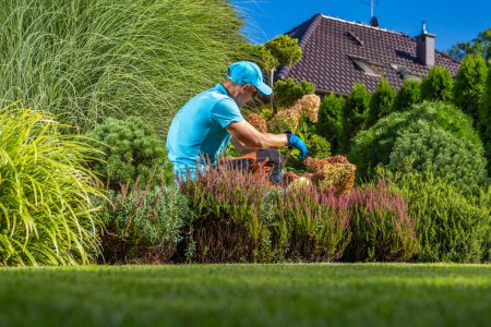 Photo for Professional Caucasian Gardener in His 40s Performing Backyard Plants Maintenance - Royalty Free Image
