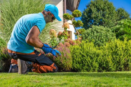 Téléchargez les photos : Entretien des plantes dans la cour arrière effectué par un jardinier caucasien professionnel dans la quarantaine - en image libre de droit