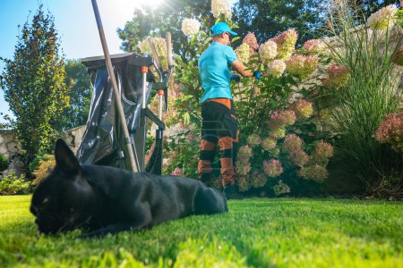 Téléchargez les photos : Travailleur de jardin caucasien dans sa quarantaine Nettoyage Hortensia Fleurs en enlevant les feuilles mortes. Thème entretien jardin - en image libre de droit