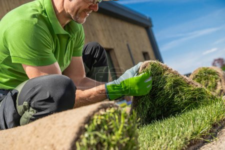 Photo for Landscaper laying grass sods on a lawn. Lawn grass replacing theme. - Royalty Free Image