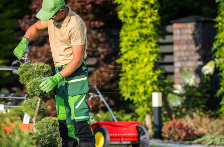 Téléchargez les photos : Pro jardinier façonnant le pin décoratif à l'aide de sécateurs de jardin - en image libre de droit