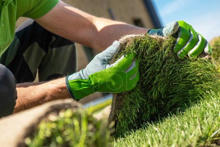 Photo for A Landscaper is laying grass on a lawn. Performing Turf Examination - Royalty Free Image