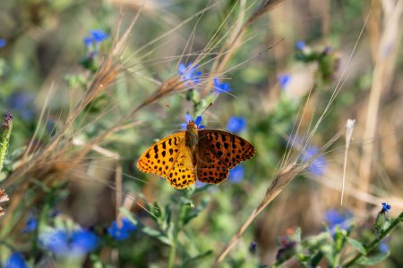 Foto de Issoria lathonia es una mariposa de la familia Nymphalidae. - Imagen libre de derechos