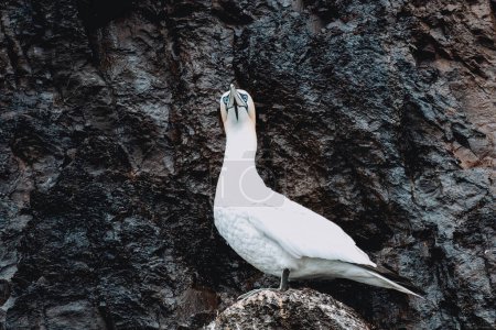 Téléchargez les photos : Colonie d'oiseaux du Fou de Bassan (Morus bassanus), Bass Rock, Écosse - en image libre de droit