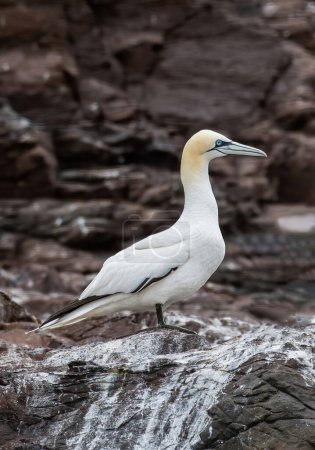 Téléchargez les photos : Colonie d'oiseaux du Fou de Bassan (Morus bassanus), Bass Rock, Écosse - en image libre de droit