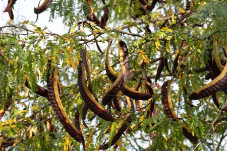 Las vainas de semillas de langosta de miel (Gleditsia triacanthos), también conocida como langosta espinosa, es un árbol caducifolio de la familia Fabaceae..