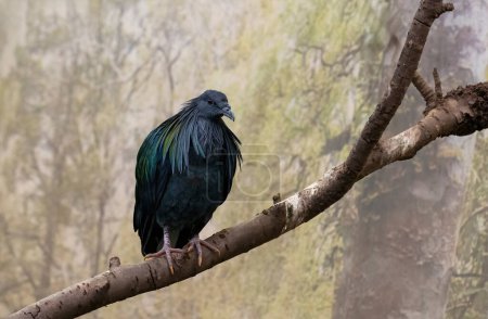 Photo for Nicobar pigeon sitting on a branch in the aviary, Tropical bird from the Nicobar islands - Royalty Free Image