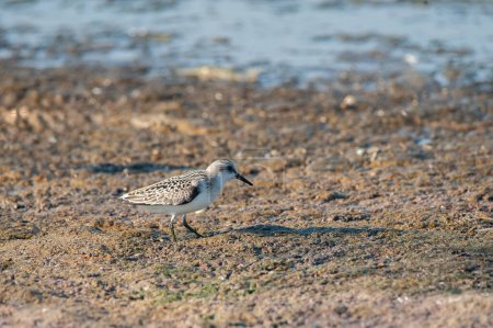 Téléchargez les photos : Calidris alba - Sanderling - oiseau migrateur debout sur la plage près de l'eau - en image libre de droit