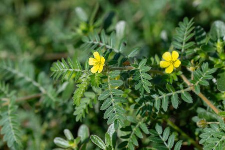 Photo for Tribulus terrestris is an annual plant in the caltrop family (Zygophyllaceae) widely distributed around the world, that is adapted to grow in dry climate locations in which few other plants can survive - Royalty Free Image
