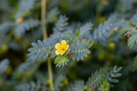 Photo for Tribulus terrestris is an annual plant in the caltrop family (Zygophyllaceae) widely distributed around the world, that is adapted to grow in dry climate locations in which few other plants can survive - Royalty Free Image