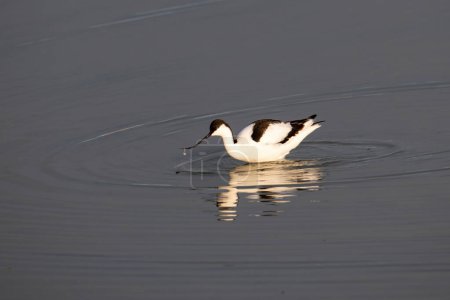 Schöne Säbelschnäbler, Recurvirostra avosetta. Wildtierfotos