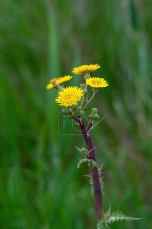 Primer plano de una flor de color amarillo brillante Cardo de la siembra (Sonchus asper) sobre fondo de hierba verde