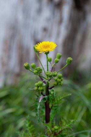 Close up of a bright yellow blooming Sow Thistle (Sonchus asper) on green grass background