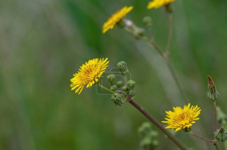 Primer plano de una flor de color amarillo brillante Cardo de la siembra (Sonchus asper) sobre fondo de hierba verde