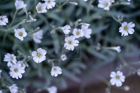 Cerastium biebersteinii DC. La ambrosía boreal es una planta ornamental de la familia Caryophyllaceae..