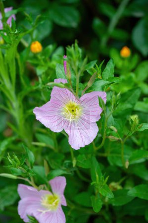 A Closeup of a Couple of Texas Pink Evening or Showy Evening Primrose Wildflowers. Oenothera speciosa