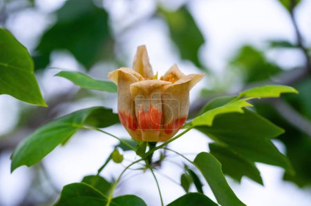 Tulip tree Liriodendron tulipifera Symbol of Indiana Kentucky and Tennessee