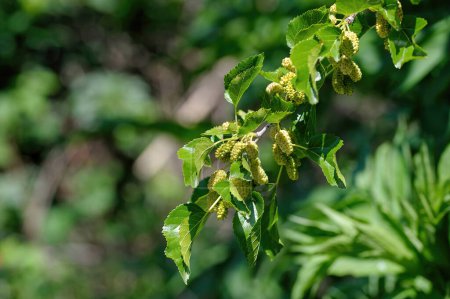Branch with ripe and unripe fruits of White mulberry or Morus alba tree in garden