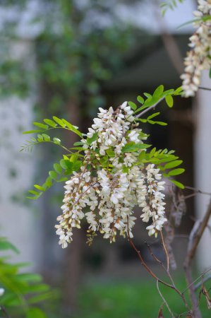 Flores retroiluminadas del árbol de la langosta negra (Robinia pseudoacacia) una importante planta de miel