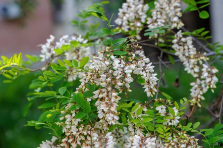 Flores retroiluminadas del árbol de la langosta negra (Robinia pseudoacacia) una importante planta de miel
