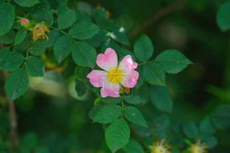 Photo for Incredible beautiful and fragrant Rosa rubiginosa flower on green foliage background. The tea made from the hips of this rose is very popular as a healthy beverage - Royalty Free Image