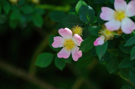 Incredible beautiful and fragrant Rosa rubiginosa flower on green foliage background. The tea made from the hips of this rose is very popular as a healthy beverage