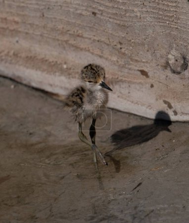 A Black-winged Stilt  Chick (Himantopus himantopus)