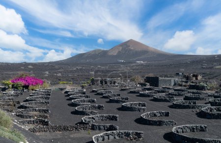 Photo for Explore the stunning La Geria vineyards of Lanzarote, a unique marriage of volcanic landscapes and viticulture, crafting world-renowned wines. - Royalty Free Image