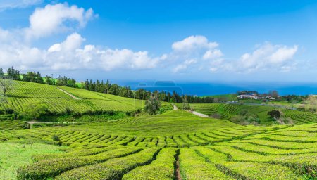 Téléchargez les photos : Paysage avec plantation de thé sur l'île de Sao Miguel dans l'archipel portugais des Açores, Portugal - en image libre de droit