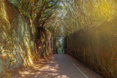 Entdecken Sie den ruhigen Camino Viejo al Pico del Ingles auf Teneriffa. Ein sonniger, von Bäumen gesäumter Pfad, perfekt für ruhige Spaziergänge und Naturaufnahmen.