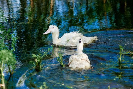 Foto de Los patos domésticos blancos nadan en el agua entre plantas verdes. Patos en el primer plano del estanque. Reproducción industrial de patos. Aves en la granja avícola. Patos en la naturaleza. Pájaro en las cañas. - Imagen libre de derechos