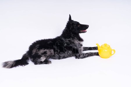 Téléchargez les photos : Mudi pour chien couché sur un fond de studio blanc à côté de la bouilloire en céramique ajourée - en image libre de droit