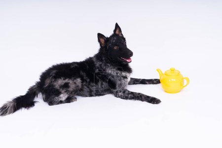 Téléchargez les photos : Mudi pour chien couché sur un fond de studio blanc à côté de la bouilloire en céramique ajourée - en image libre de droit
