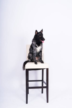 Téléchargez les photos : Mudi chien noir assis sur une chaise dans un intérieur - en image libre de droit