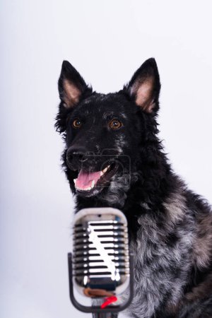 Téléchargez les photos : Chien mudi béatifique chantant dans le microphone en studio ehite fond - en image libre de droit