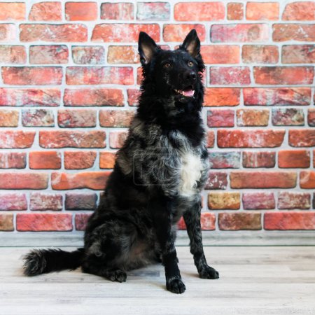 Téléchargez les photos : Portrait de chien bouclé noir en gros plan dans un studio, posant, souriant - en image libre de droit