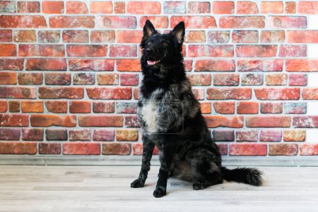 Foto de Black White Dog on back brick wall, mudi, a studio shot - Imagen libre de derechos
