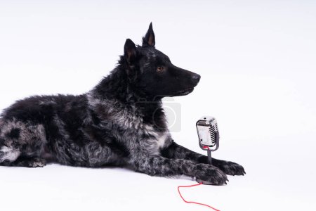 Téléchargez les photos : Beatiful mudi dog singing into microphone in studio ehite background - en image libre de droit