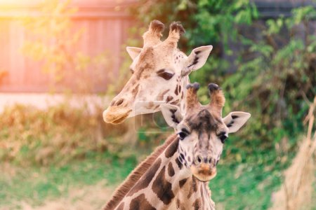 Téléchargez les photos : Gros plan portrait d'une girafe camelopardalis dans la nature et le zoo - en image libre de droit