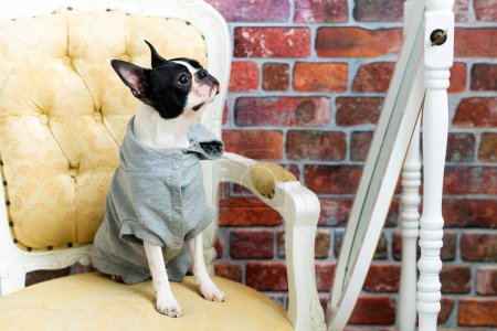 Boston Terrier Welpe sitzt auf Retro-Sessel in einem Studio