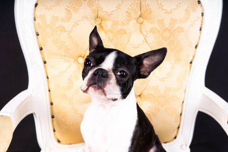 Boston Terrier puppy sitting on retro arm chair in a studio